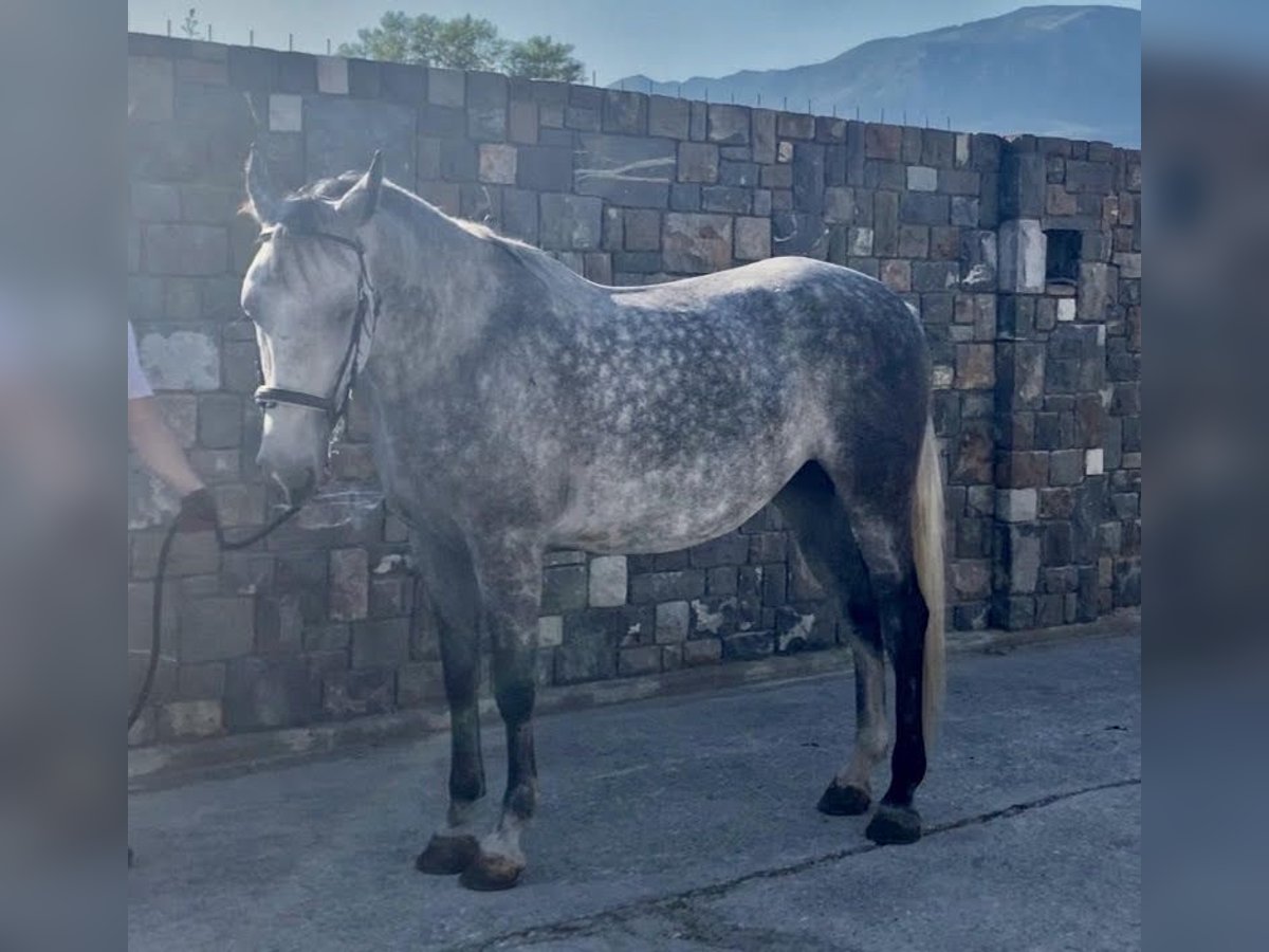 Lipizzaner Mare 5 years 16 hh Gray in Ajdovščina