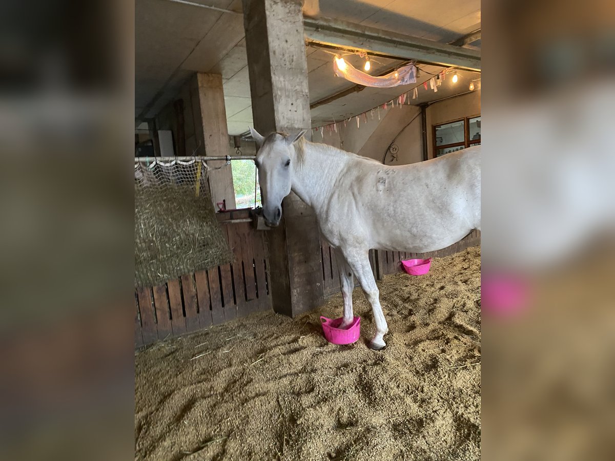 Lipizzaner Mare 6 years 16,1 hh Grey in Herdwangen-Sch&#xF6;nach