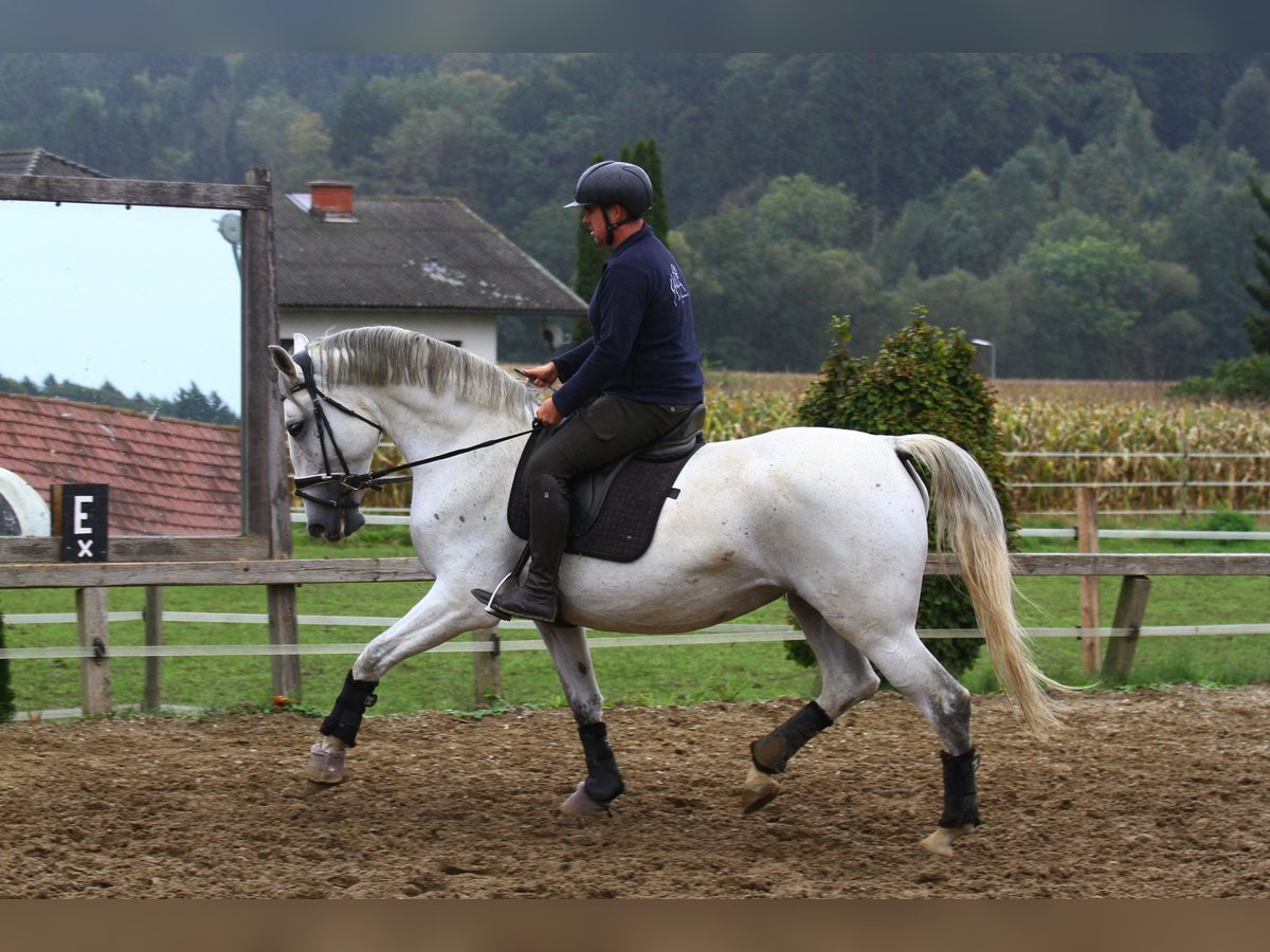 Lipizzaner Mare 6 years 16,3 hh Grey in St Marein bei Graz