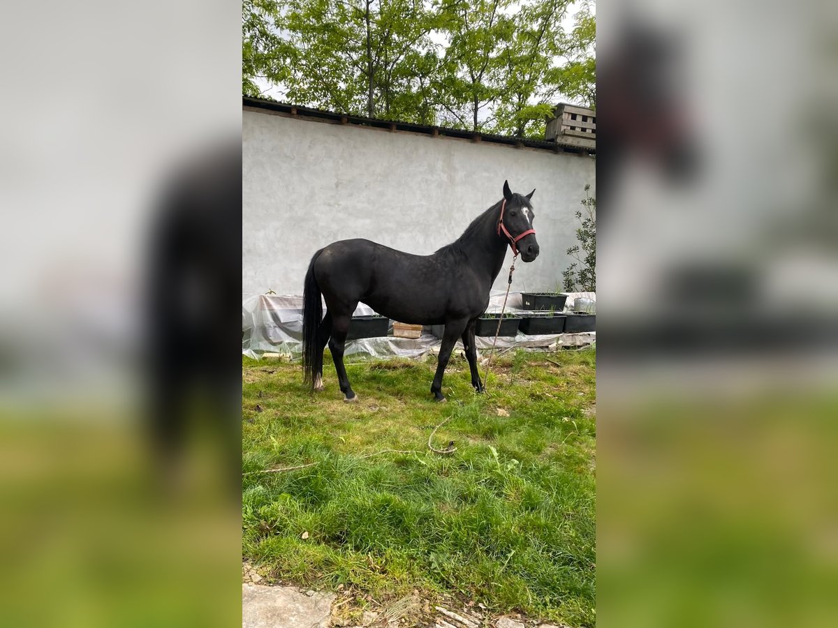 Lipizzaner Mare 7 years 15,1 hh Black in Cluj-Napoca