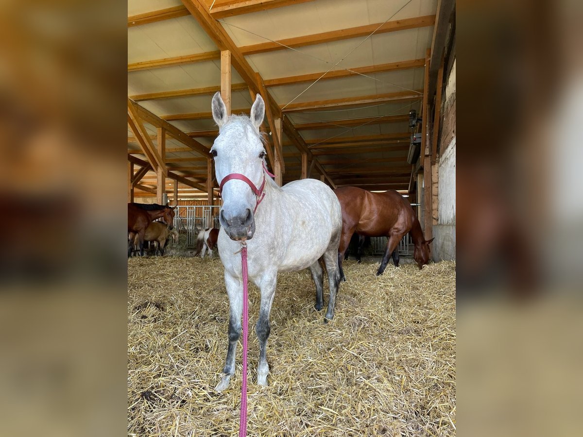 Lipizzaner Mare 8 years 15,1 hh Gray-Dapple in Passail