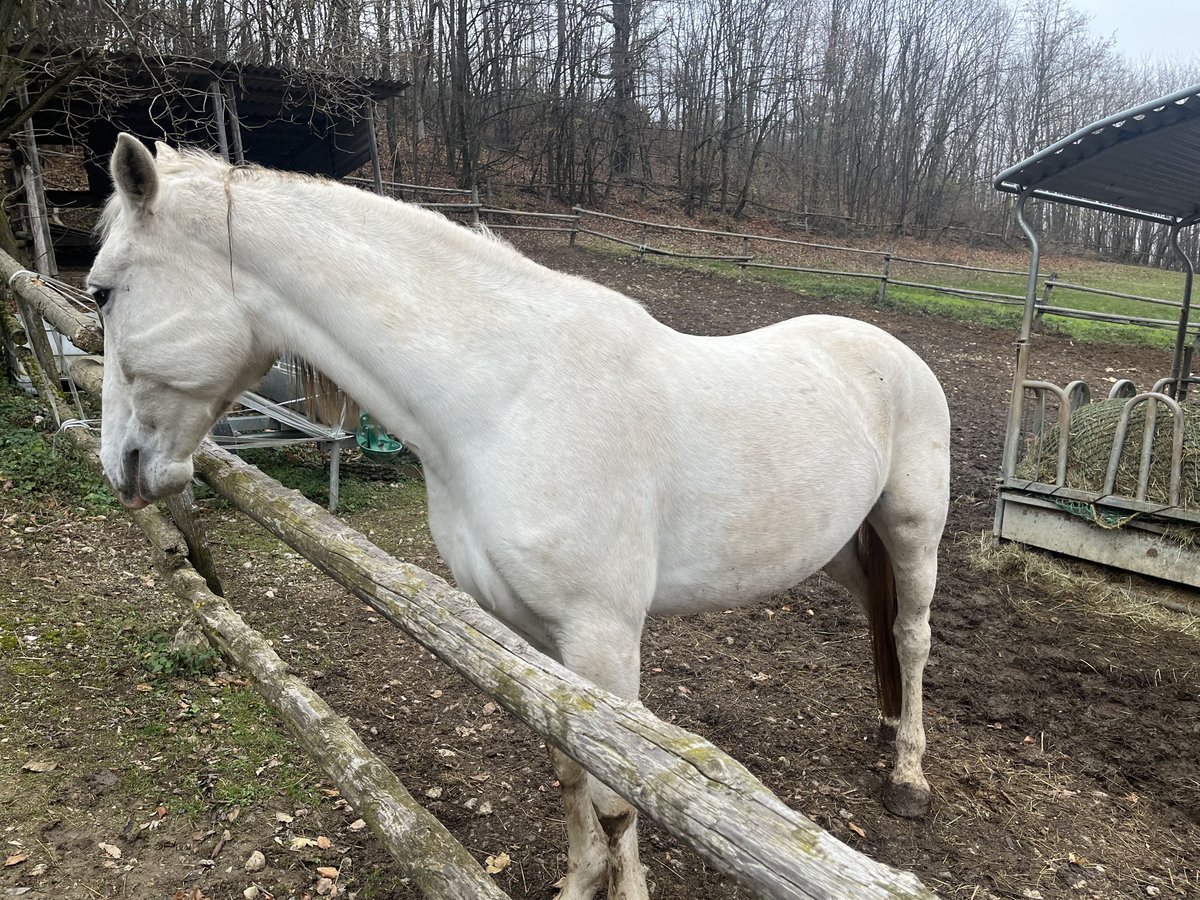 Lipizzaner Mare 8 years 16 hh Gray in Wien