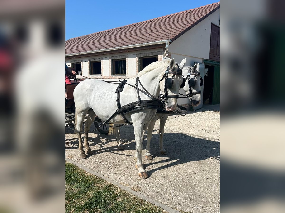 Lipizzaner Mare 9 years 15,2 hh White in Tass