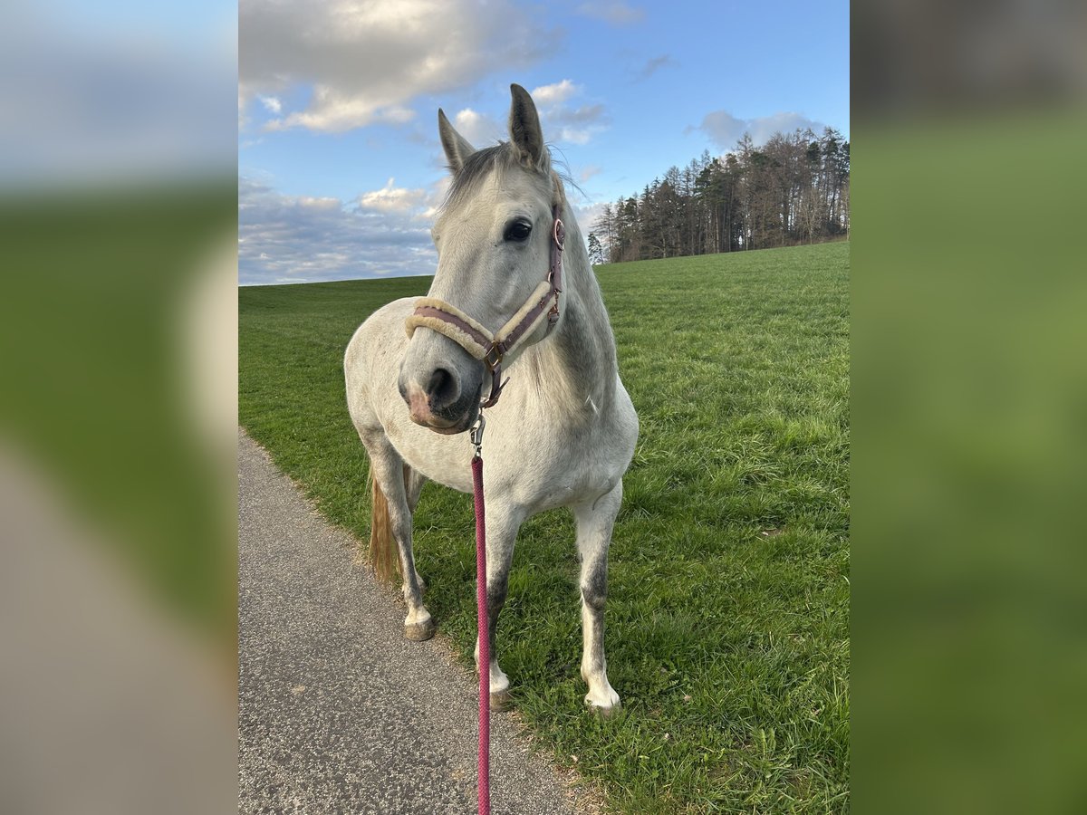 Lipizzaner Mare 9 years 15,1 hh Grey-Dapple in Weisslingen