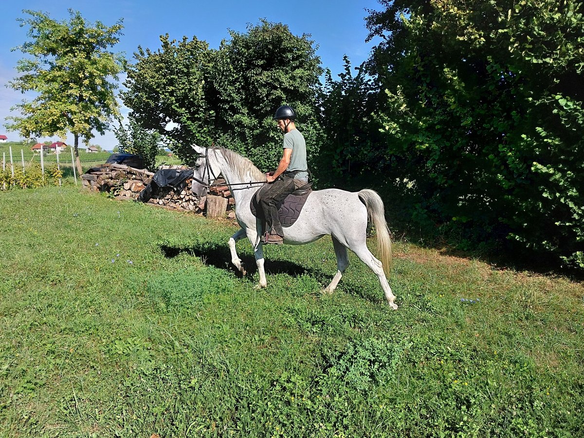 Lipizzaner Merrie 10 Jaar Schimmel in Šentjernej