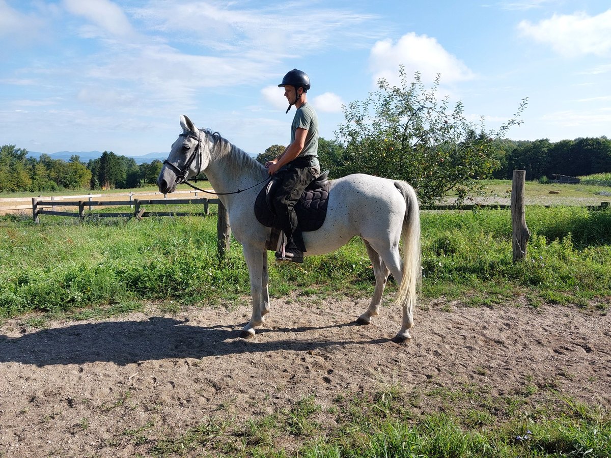 Lipizzaner Merrie 10 Jaar Schimmel in Šentjernej