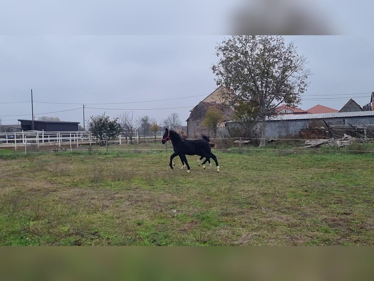 Lipizzaner Merrie 1 Jaar 165 cm Zwart in Strizivojna