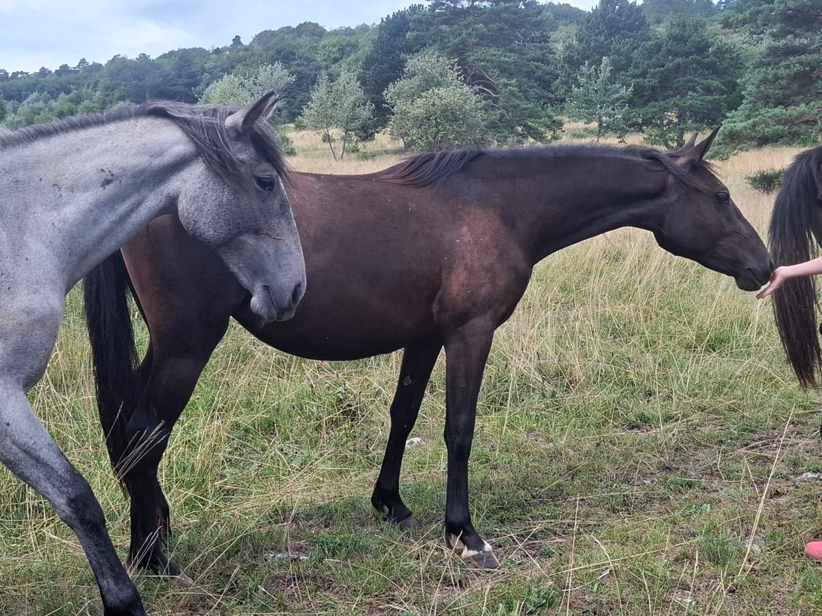 Lipizzaner Merrie 2 Jaar 153 cm in kozina