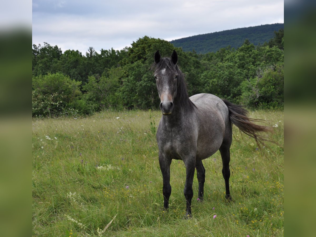 Lipizzaner Merrie 3 Jaar 146 cm Schimmel in Kozina