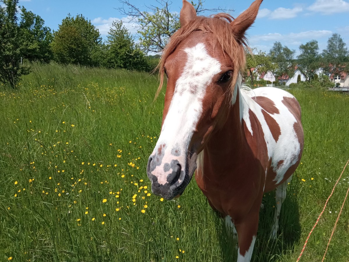 Lipizzaner Mix Merrie 4 Jaar 136 cm Gevlekt-paard in Ober-Ramstadt