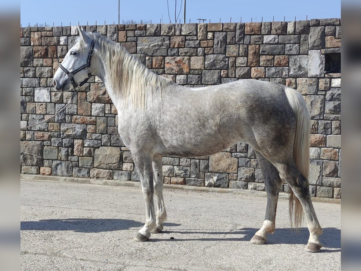 Lipizzaner Merrie 5 Jaar Wit in Ajdovscina