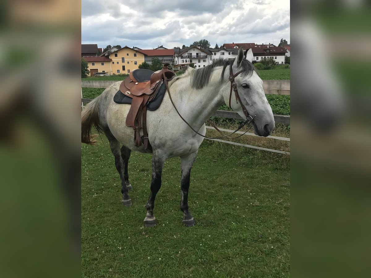 Lipizzaner Mix Merrie 6 Jaar 160 cm Appelschimmel in Gangkofen