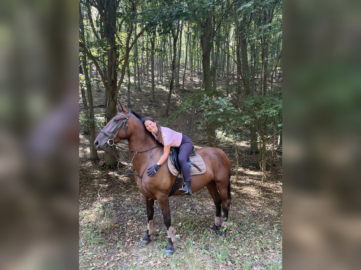 Lipizzaner Merrie 6 Jaar 164 cm Bruin in Mez&#x151;&#xF6;rs