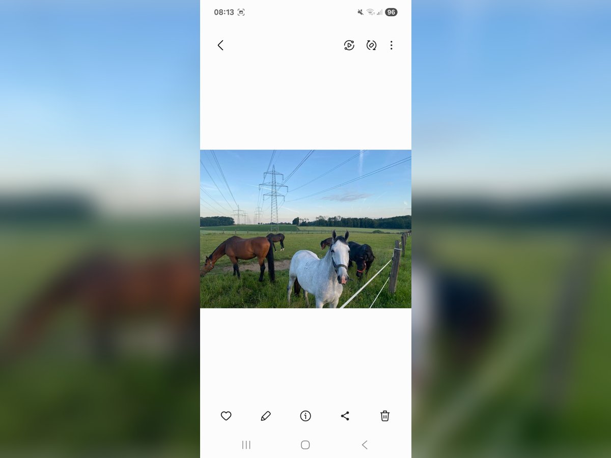 Lipizzaner Merrie 6 Jaar 172 cm Wit in Steyr
