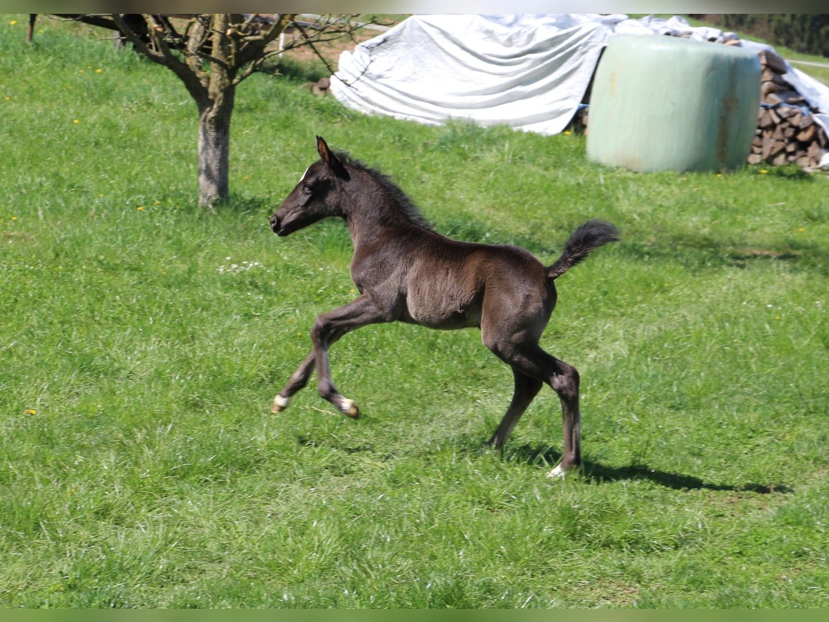 Lipizzaner Merrie  Zwart in Velika Loka