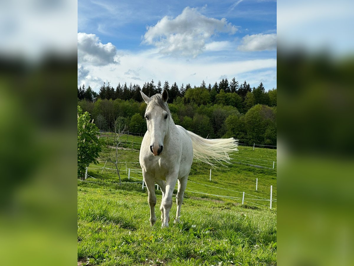 Lipizzaner Ruin 10 Jaar 156 cm Schimmel in Memmingen