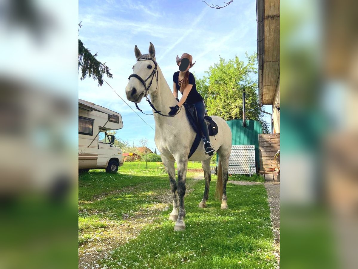 Lipizzaner Mix Ruin 11 Jaar 155 cm Schimmel in Linz