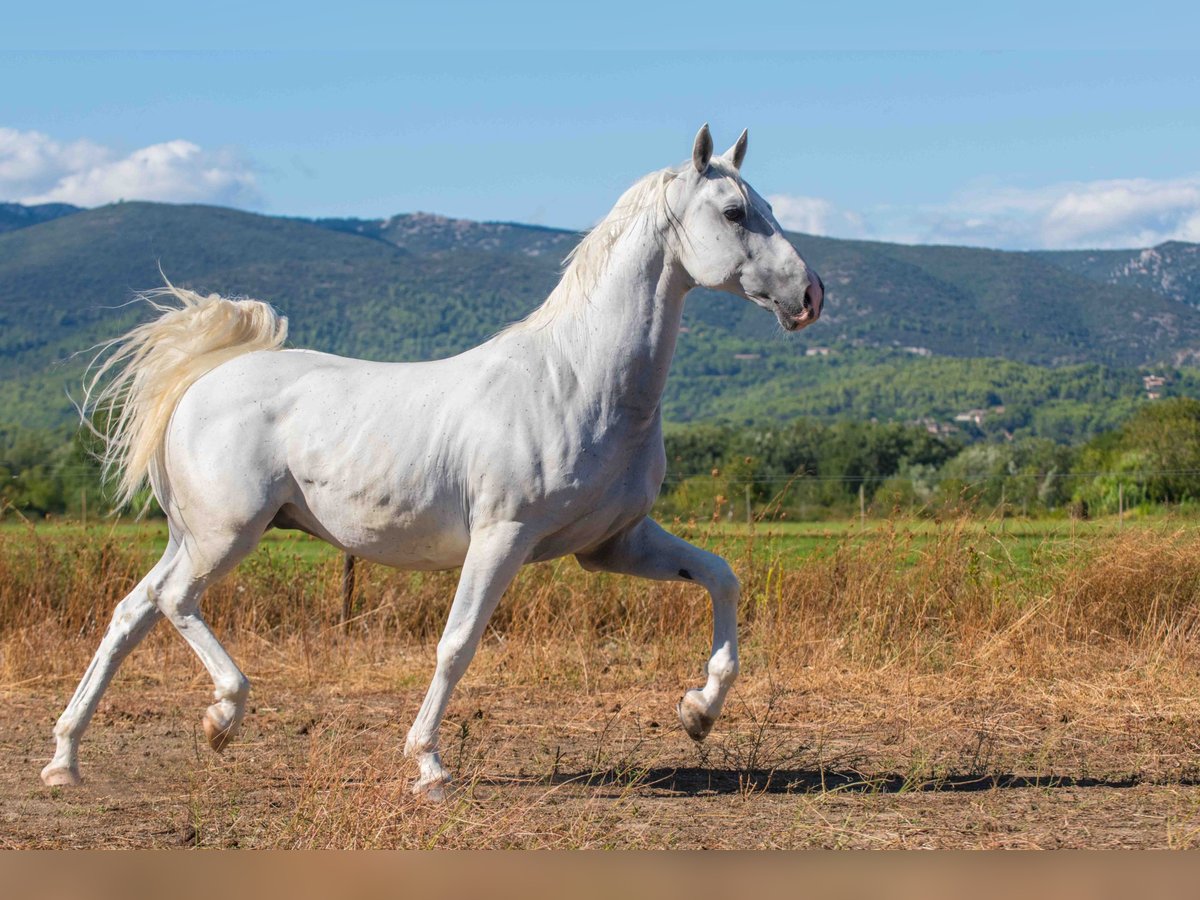 Lipizzaner Ruin 11 Jaar 160 cm Wit in La roque d&#39;anthéron