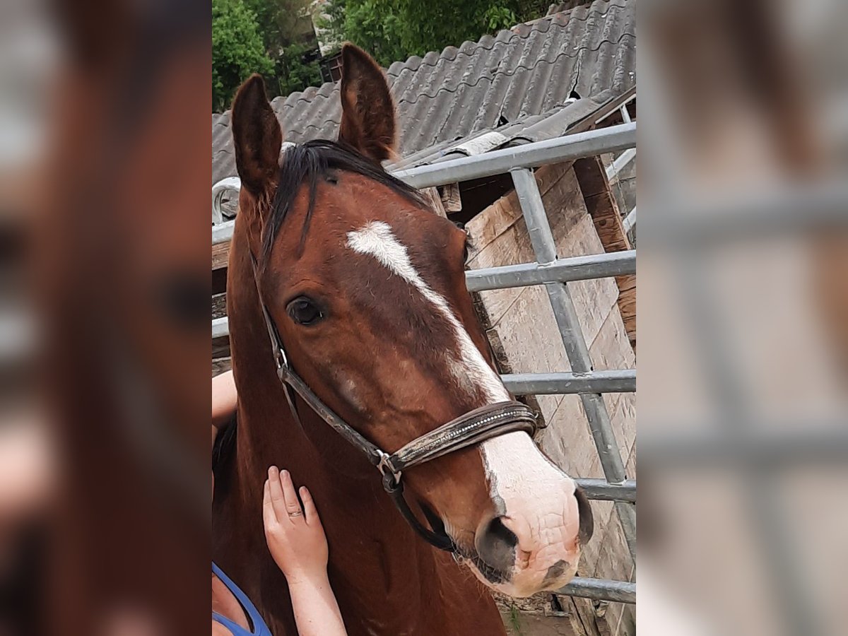 Lipizzaner Ruin 12 Jaar 150 cm Bruin in AMSTETTEN