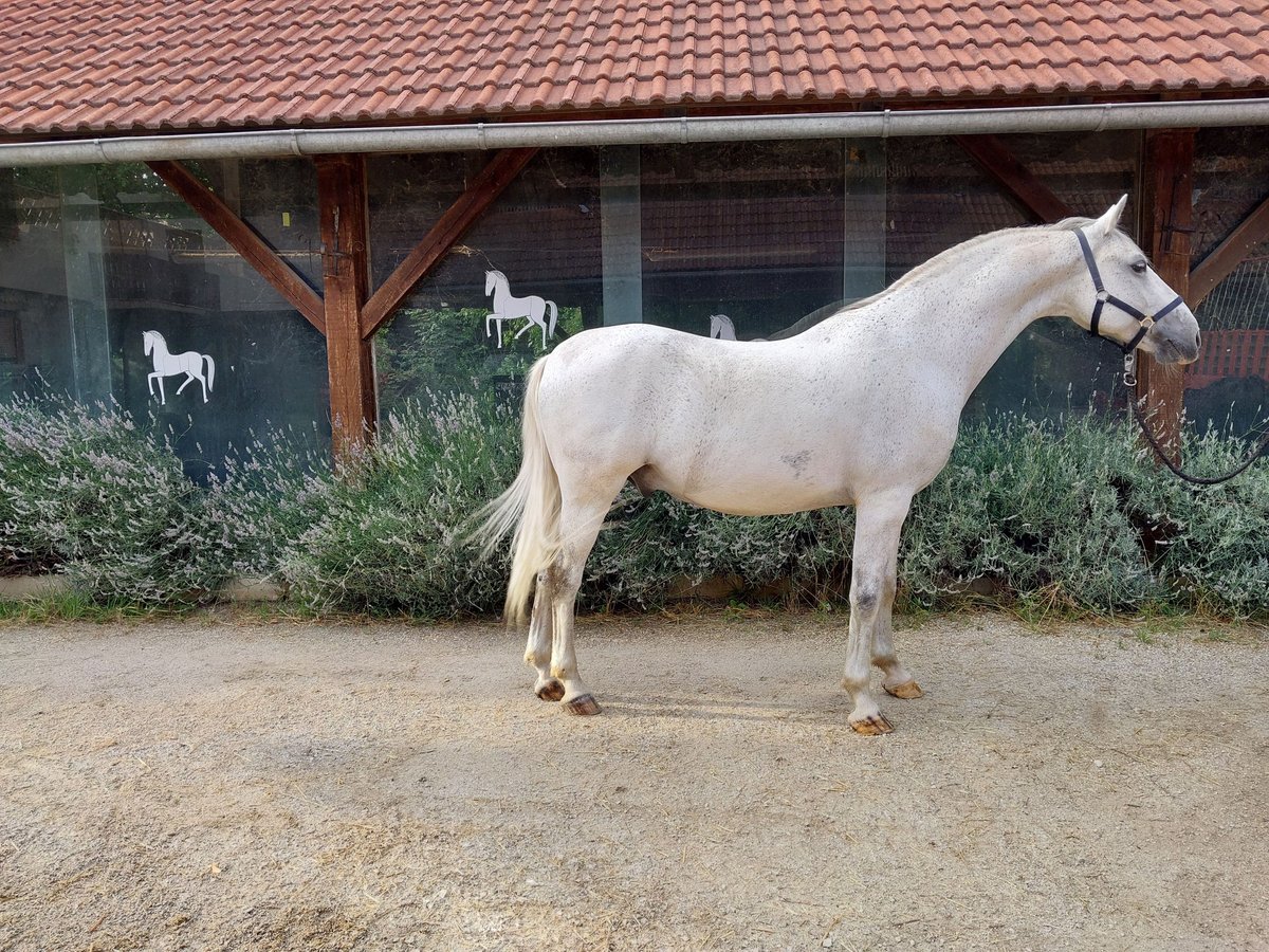 Lipizzaner Ruin 12 Jaar 155 cm Schimmel in Šentjernej