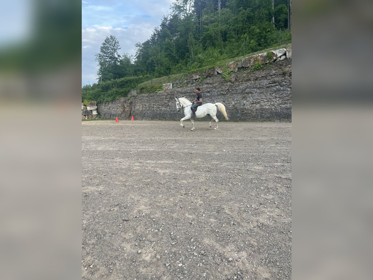 Lipizzaner Ruin 12 Jaar 163 cm Wit in Sezana