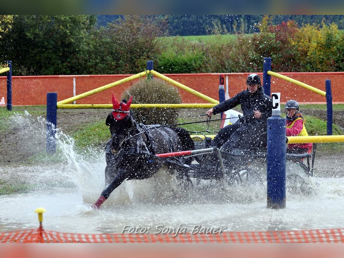 Lipizzaner Ruin 13 Jaar 160 cm Zwart in Lembach