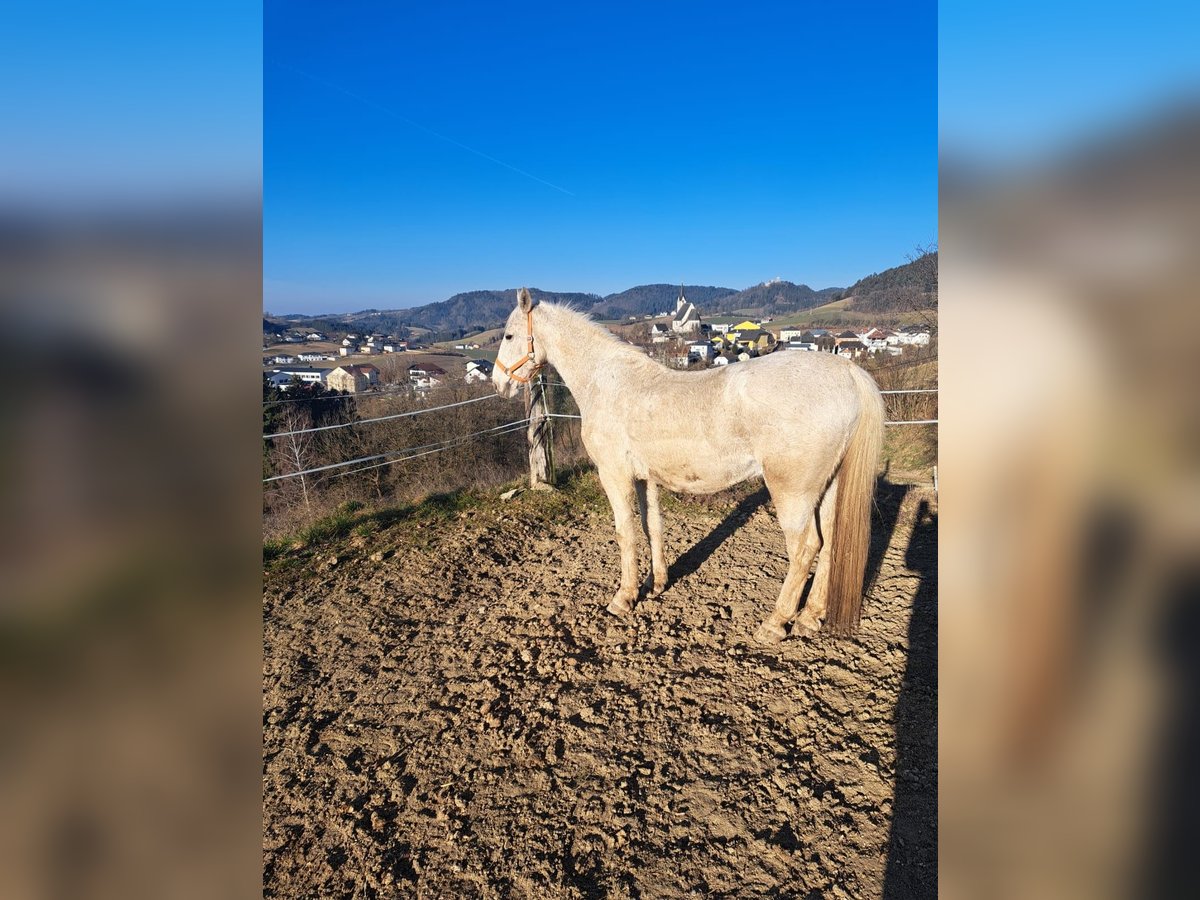 Lipizzaner Ruin 16 Jaar 158 cm Schimmel in Pabneukirchen