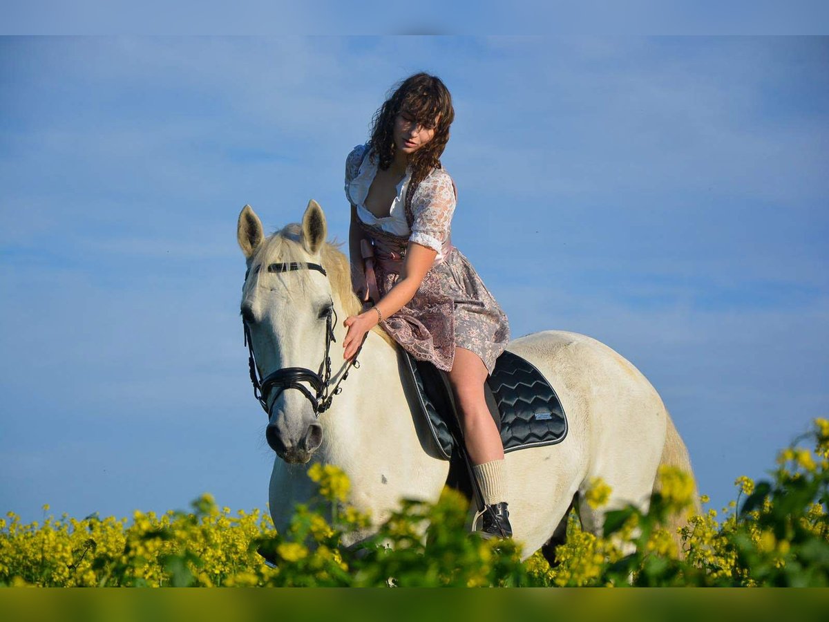 Lipizzaner Ruin 16 Jaar 162 cm Schimmel in Künzelsau