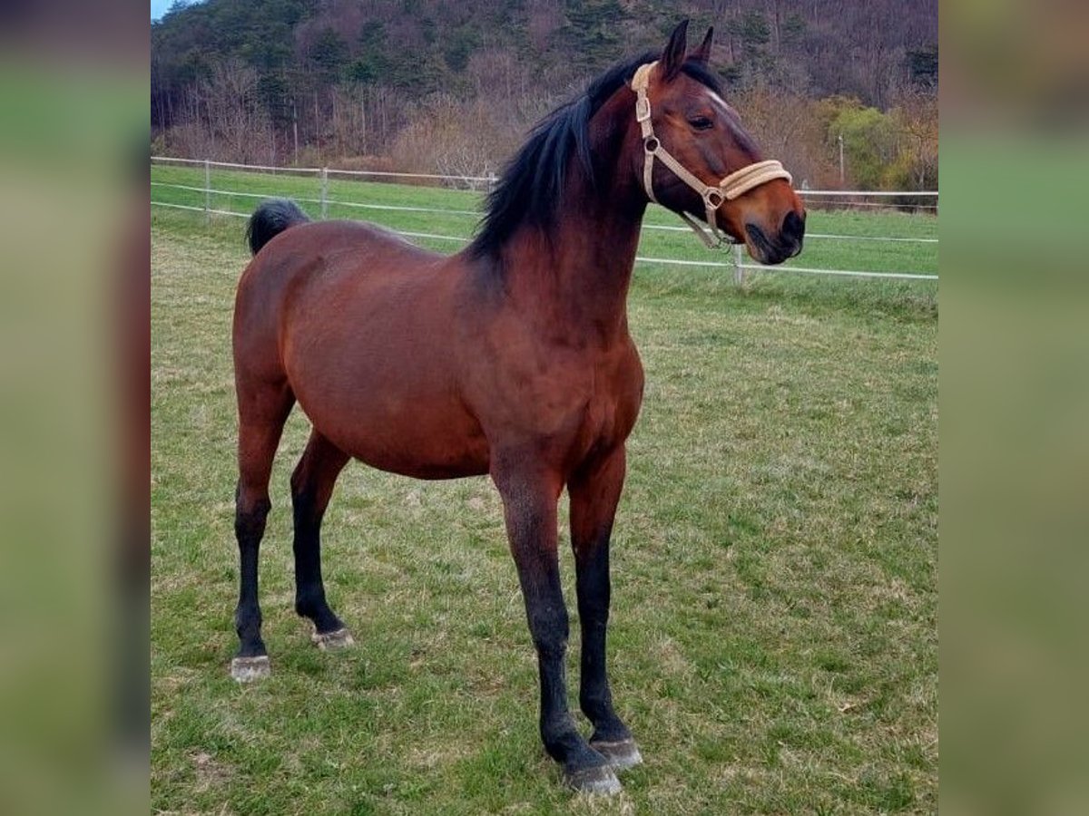 Lipizzaner Ruin 16 Jaar 164 cm Bruin in Sittendorf
