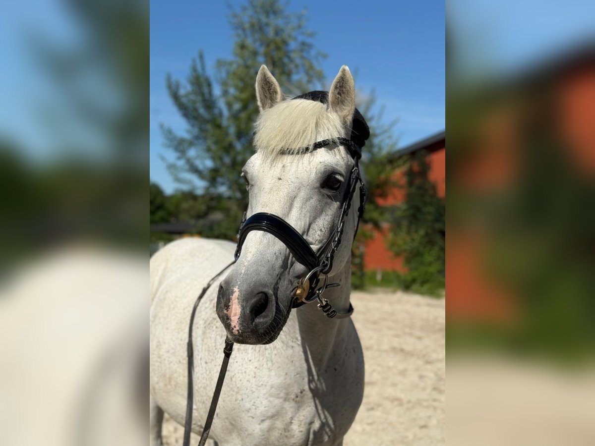 Lipizzaner Ruin 19 Jaar 146 cm Schimmel in R&#xFC;storf