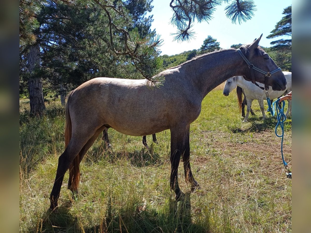 Lipizzaner Ruin 2 Jaar 155 cm Schimmel in KOZINA