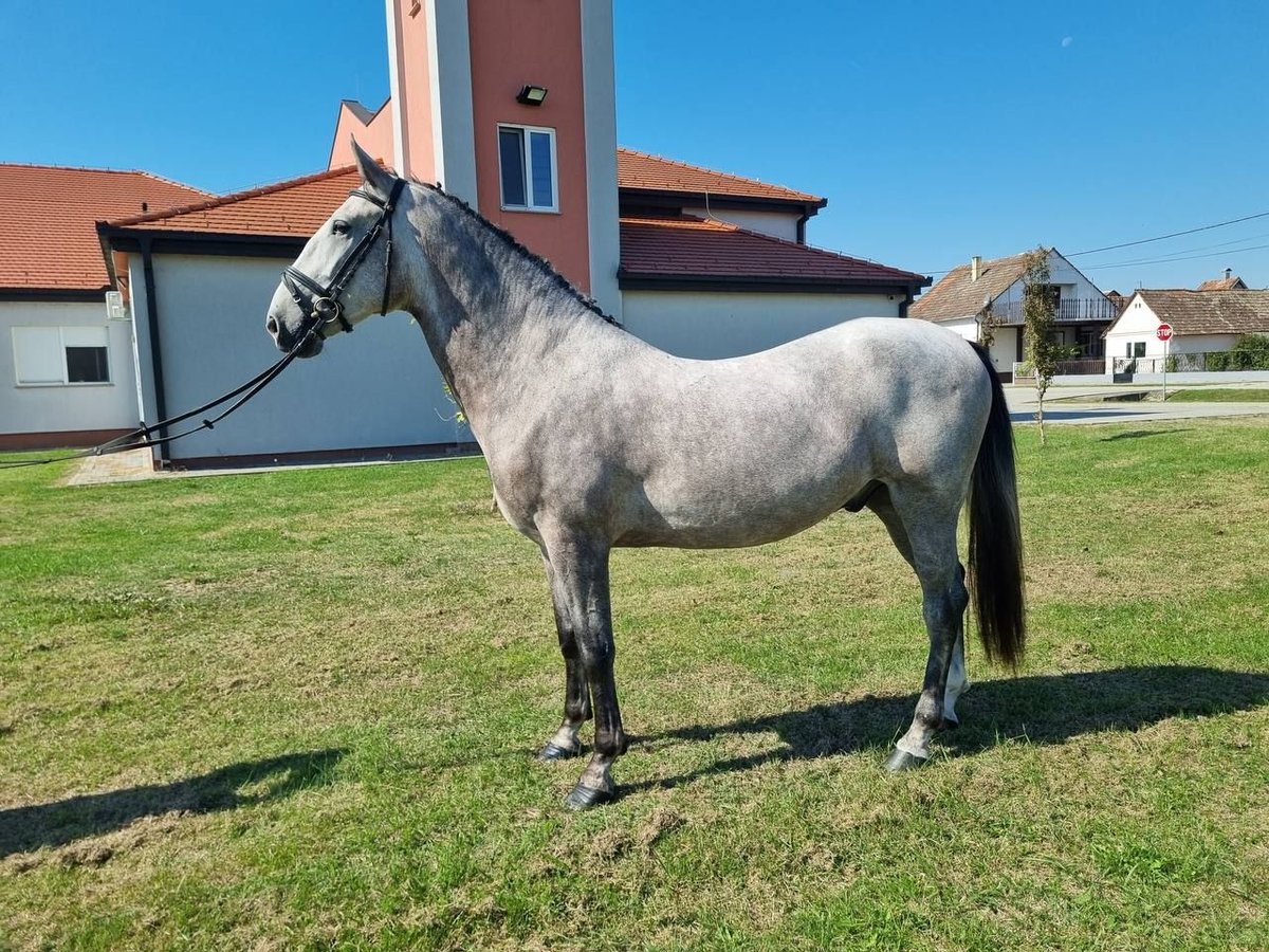 Lipizzaner Ruin 3 Jaar 161 cm Appelschimmel in Nicole Tesle 19