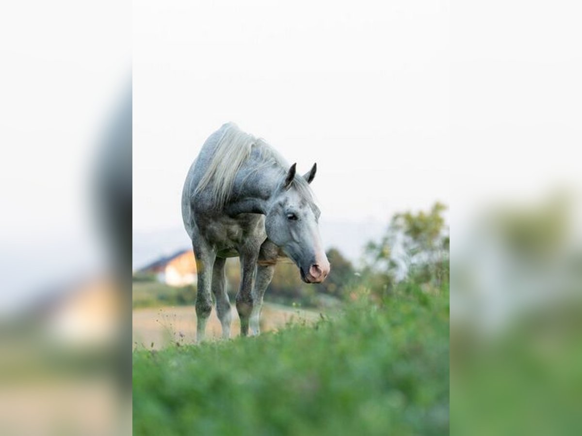 Lipizzaner Ruin 4 Jaar 147 cm Schimmel in Ptuj