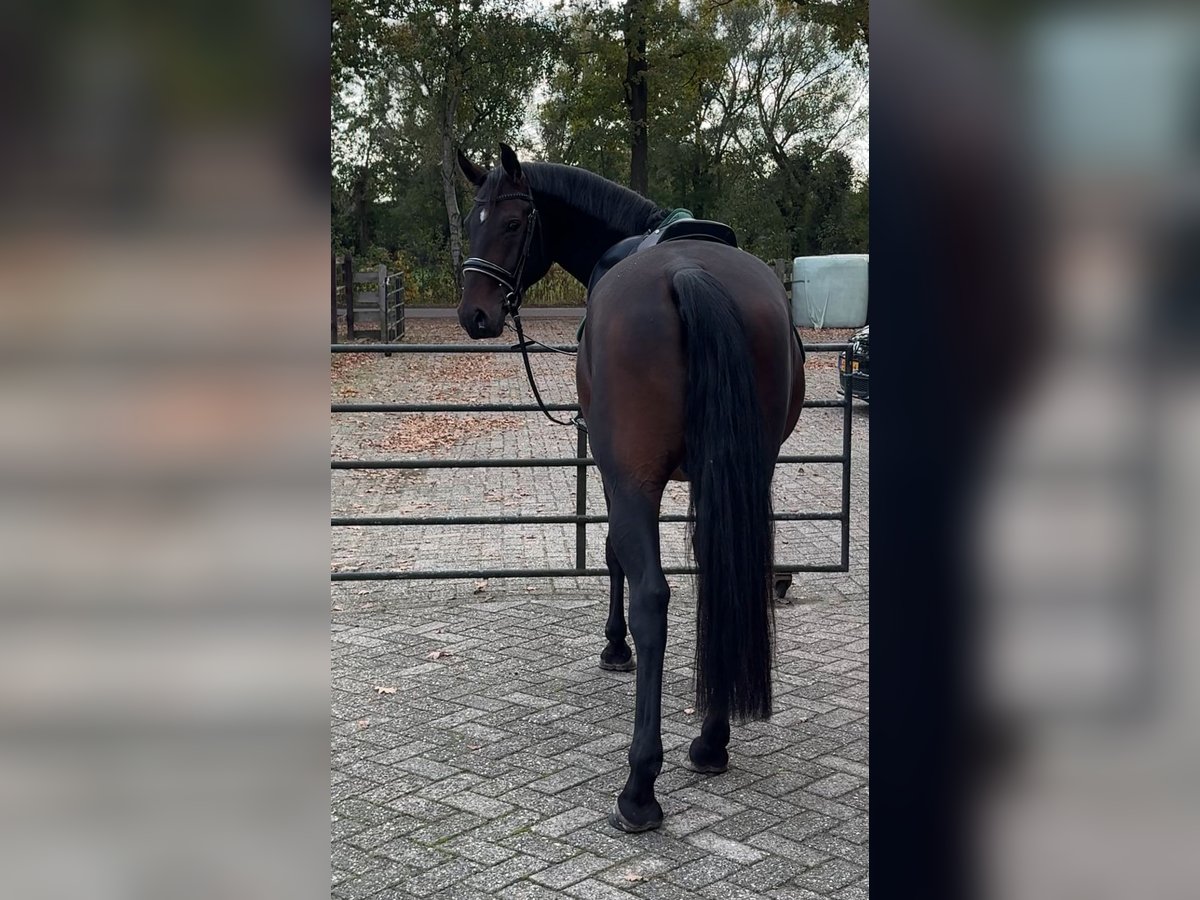 Lipizzaner Ruin 4 Jaar 151 cm Donkerbruin in Nijkerk