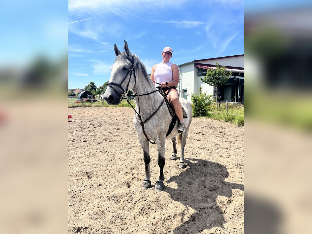 Lipizzaner Ruin 4 Jaar 163 cm Schimmel in Nürnberg