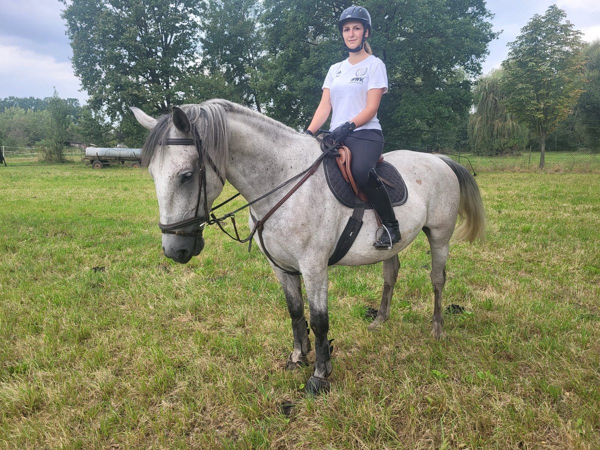 Lipizzaner Ruin 4 Jaar 163 cm Schimmel in Nürnberg