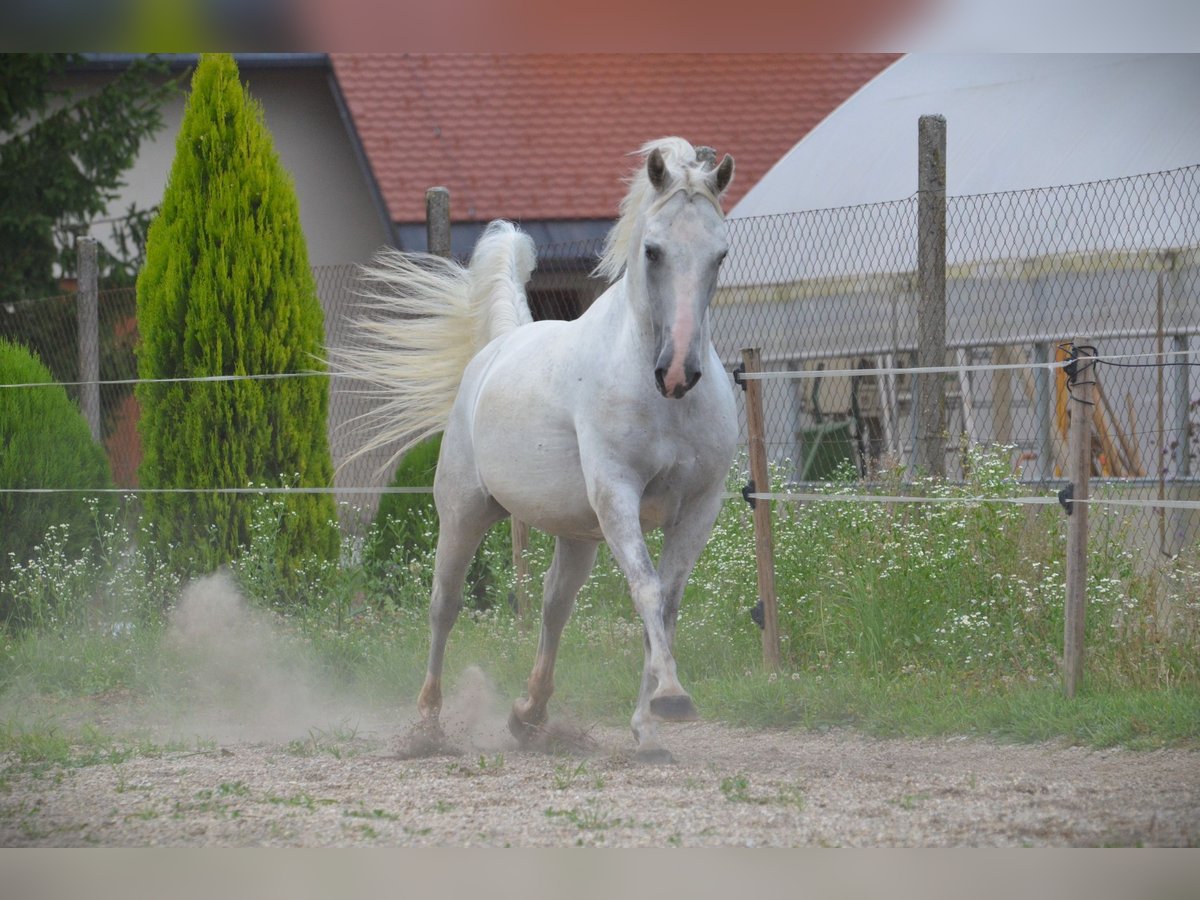 Lipizzaner Ruin 5 Jaar 145 cm Schimmel in Ptuj