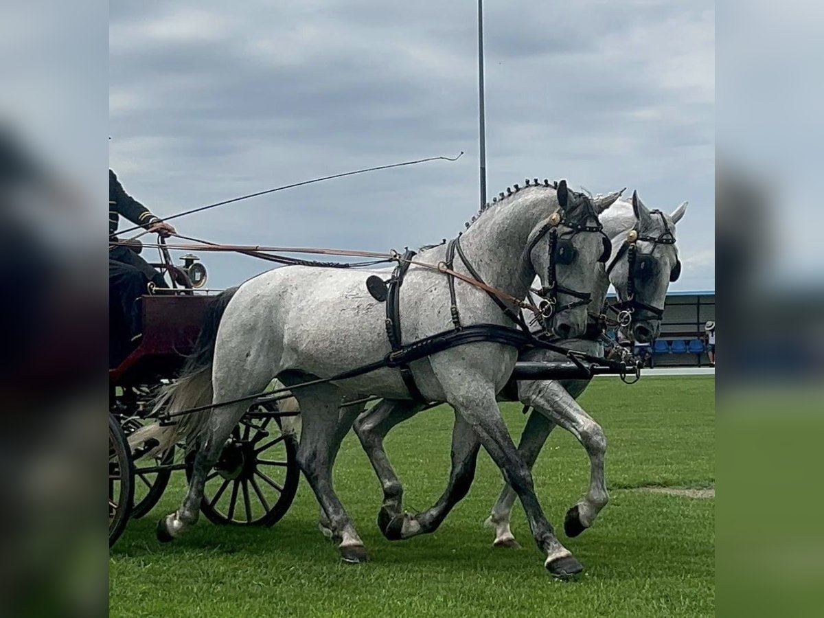 Lipizzaner Ruin 6 Jaar 165 cm Wit in Tass