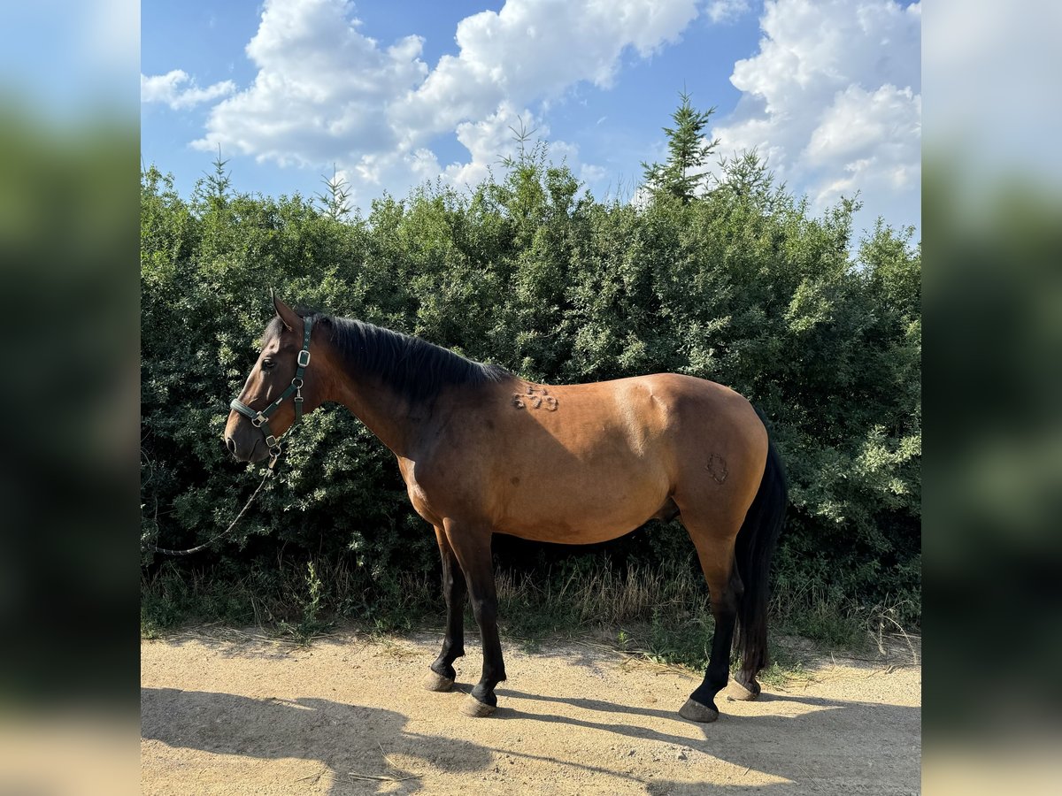 Lipizzaner Ruin 7 Jaar 155 cm Bruin in Krhovice