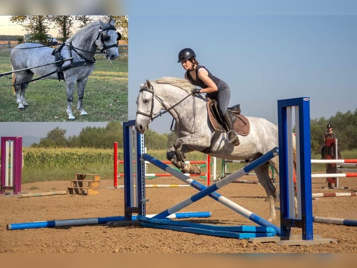 Lipizzaner Ruin 8 Jaar 158 cm Schimmel in Târgu Secuiesc