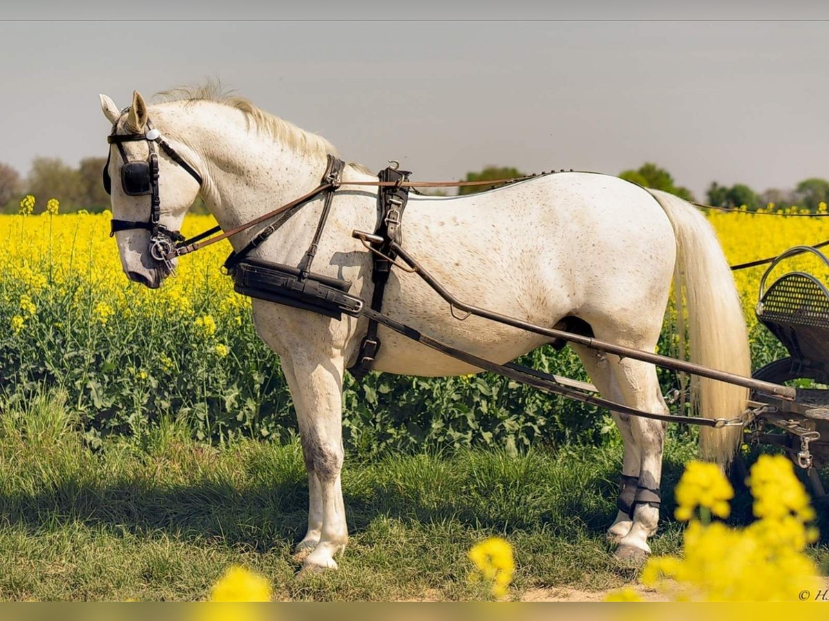 Lipizzaner Ruin 8 Jaar 170 cm Schimmel in Taszár