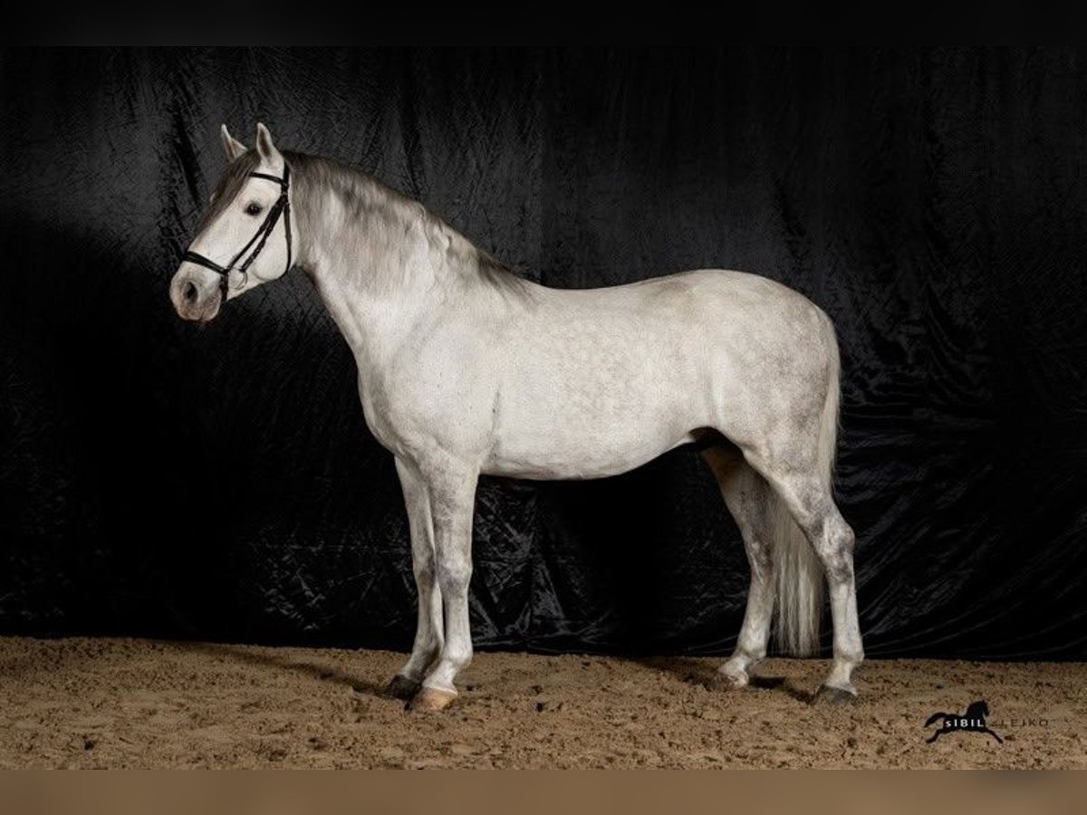 Lipizzaner Ruin 9 Jaar 157 cm Schimmel in Se&#x17E;ana, KOBILARNA LIPICA, Lipica 5