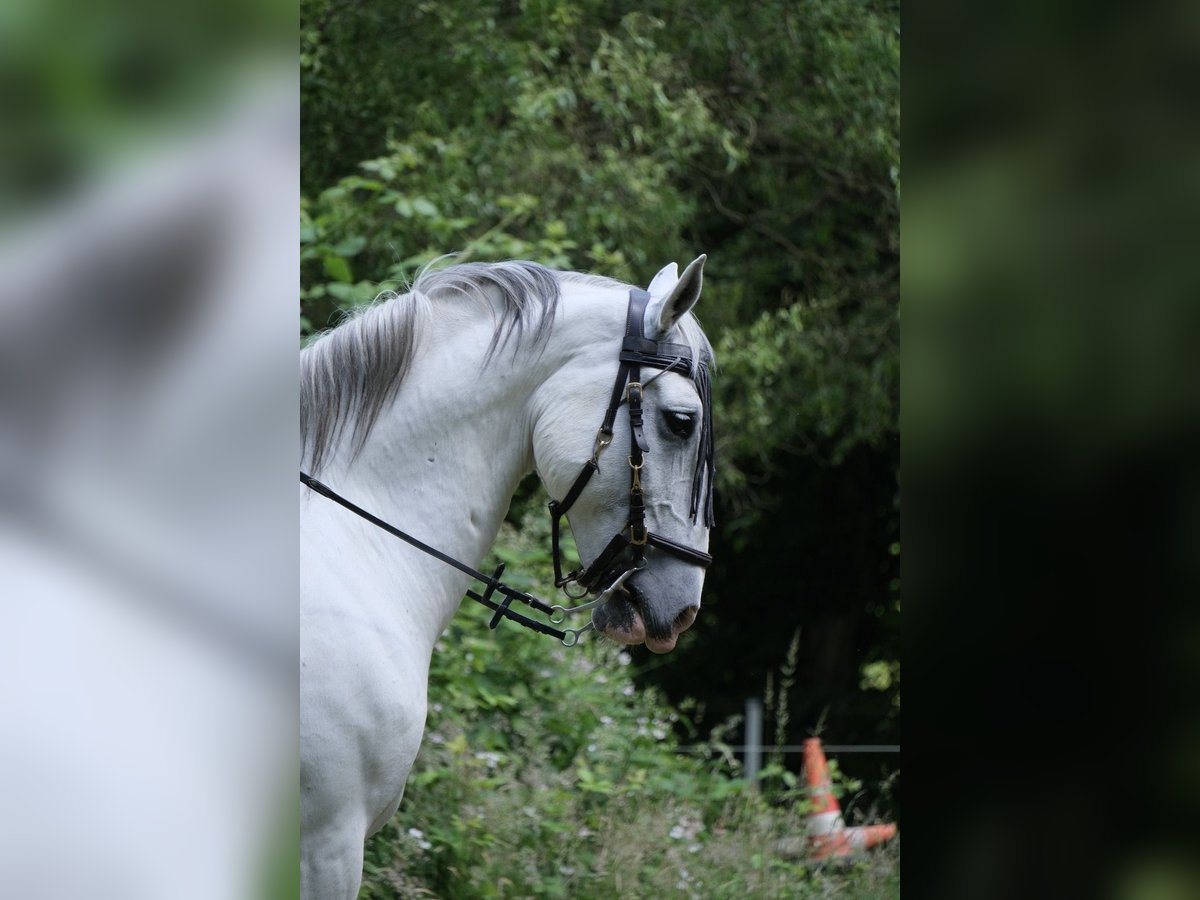 Lipizzaner Ruin 9 Jaar 165 cm Schimmel in Rosendahl