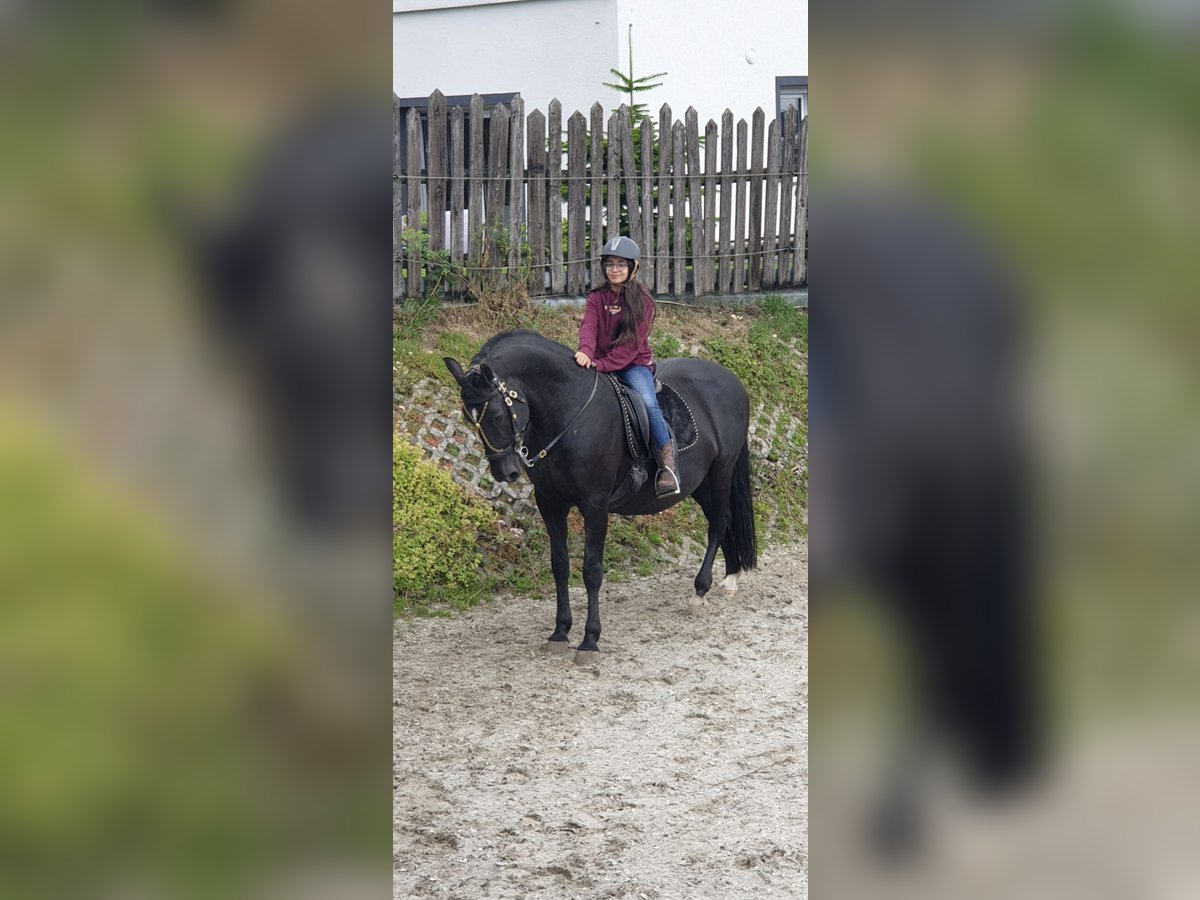 Lipizzaner Stallion 17 years 15,1 hh Black in Schleiden