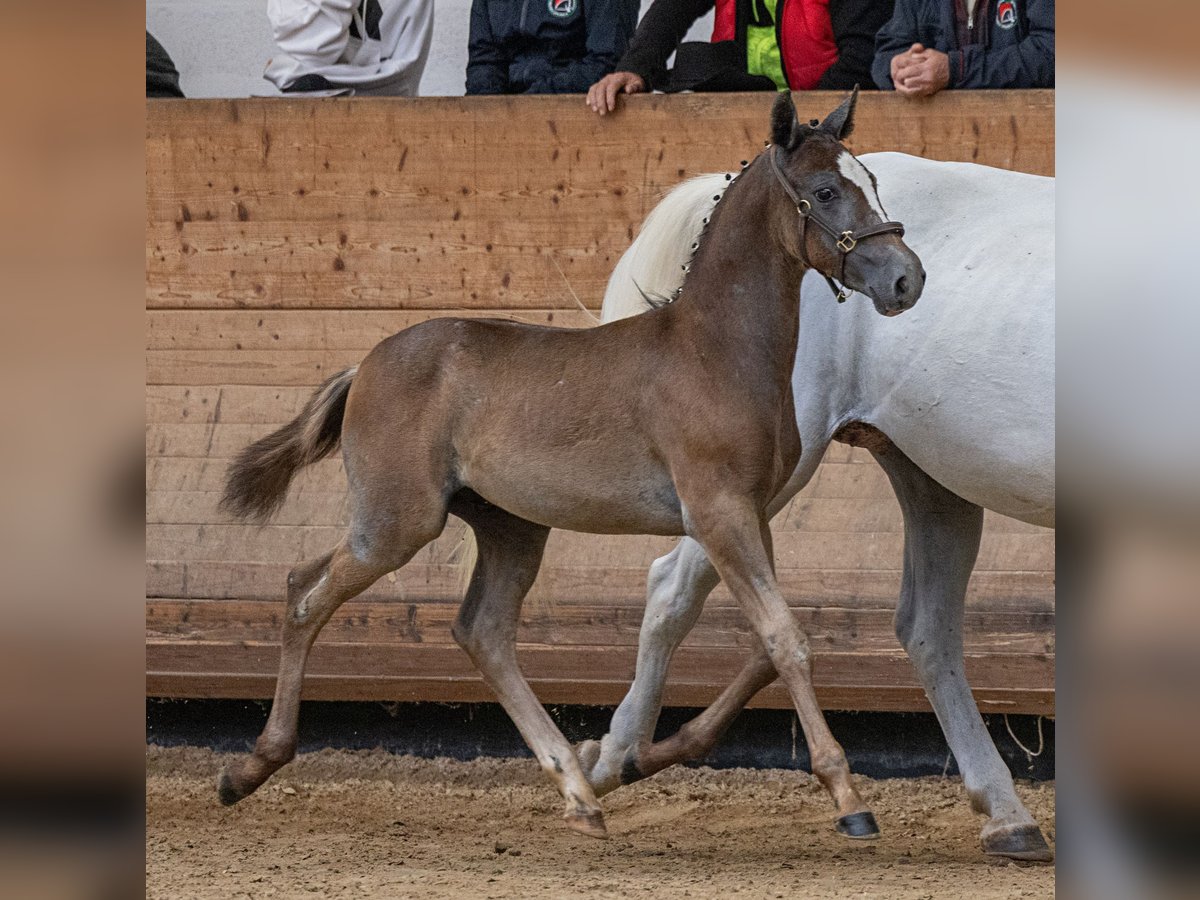 Lipizzaner Stallion 1 year 15,1 hh Grey in Trnovska vas