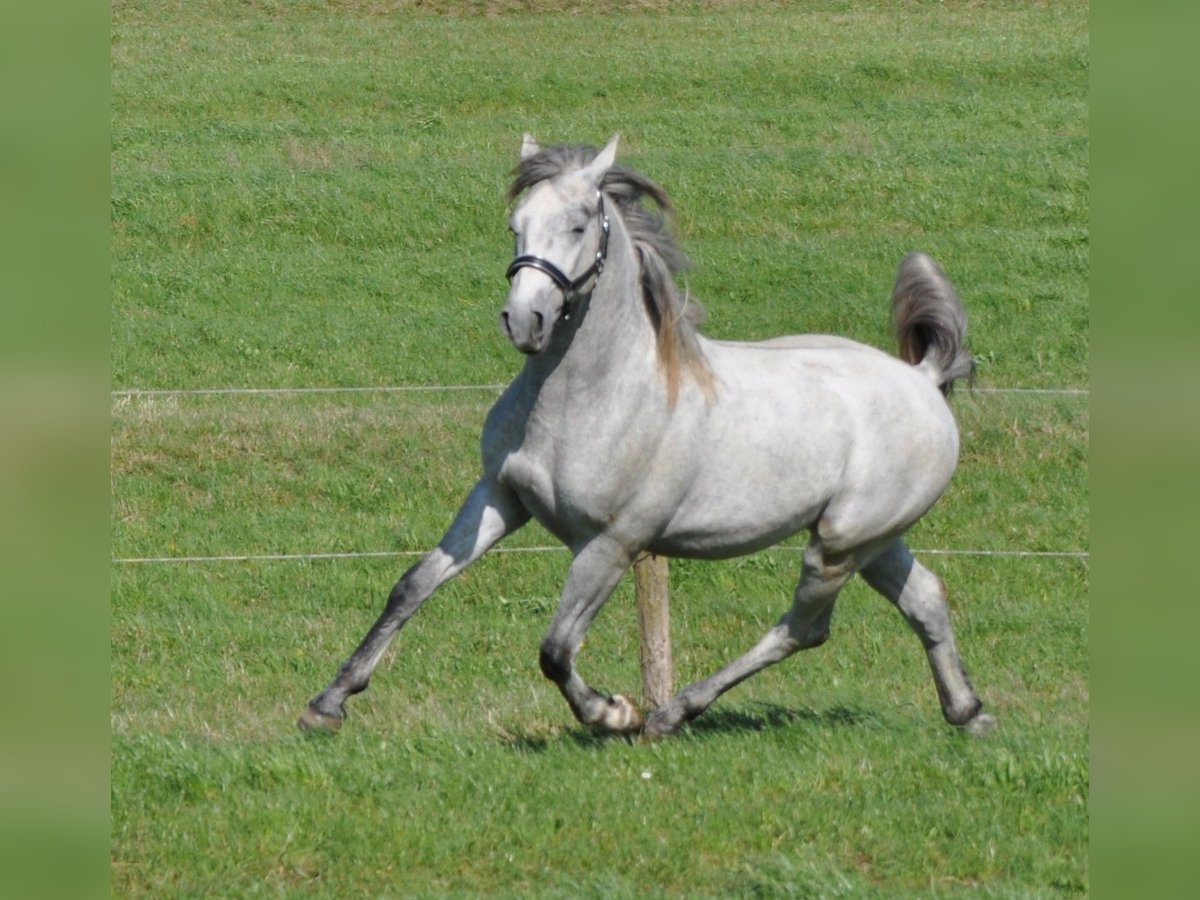 Lipizzaner Stallion 2 years 15 hh Grey in Vremski Britof