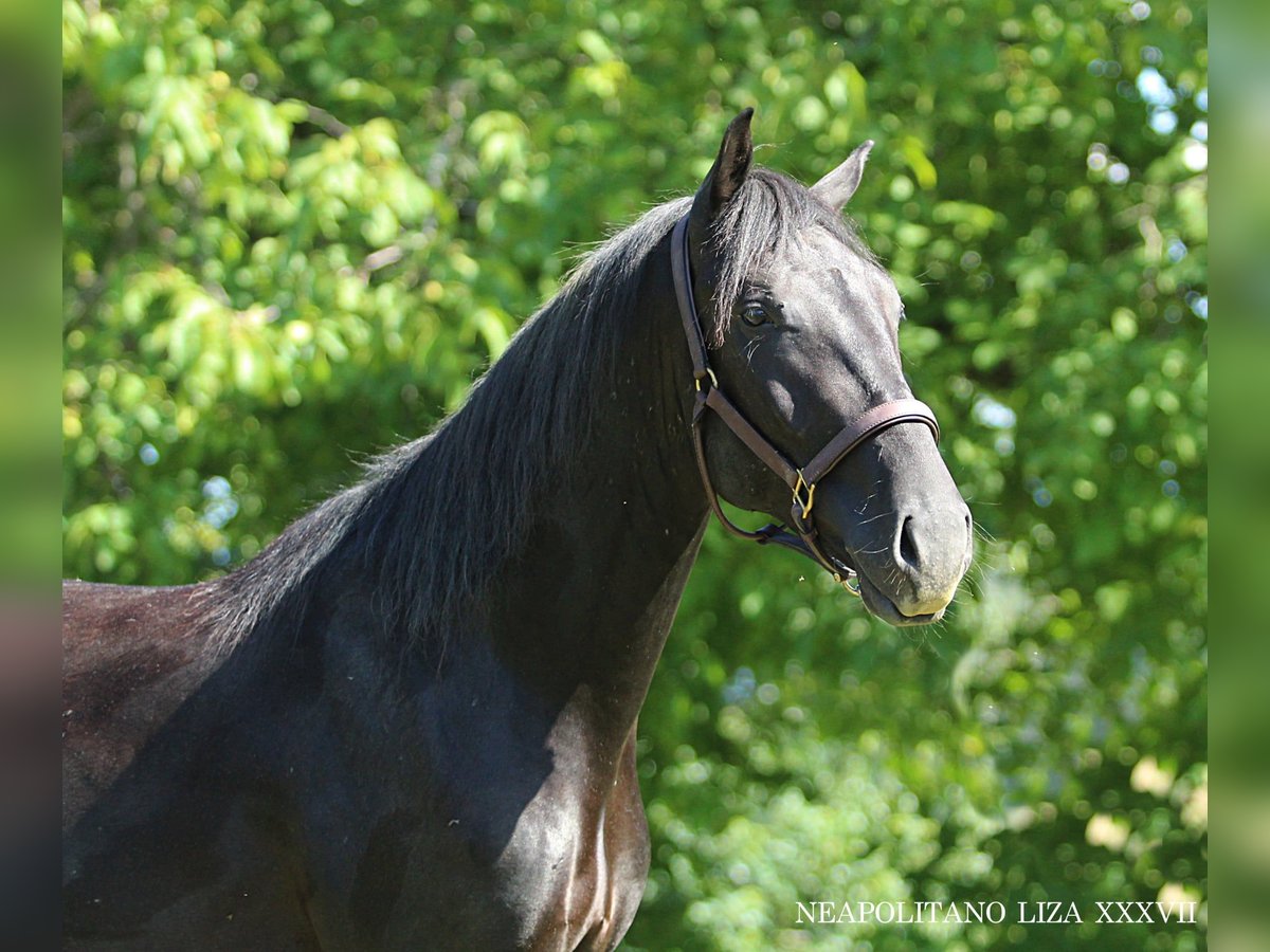 Lipizzaner Stallion 2 years 15,2 hh Black in Ptuj
