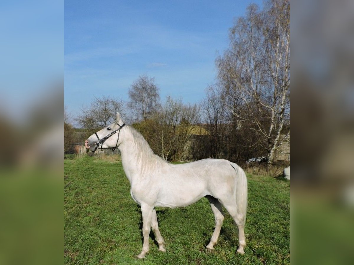 Lipizzaner Stallion 6 years White in Zru&#x10D; nad S&#xE1;zavou