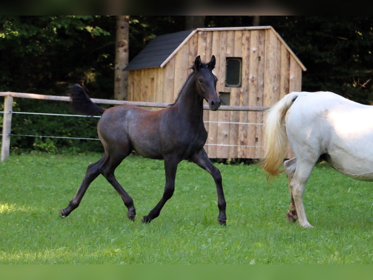 Lipizzaner Stallion Foal (04/2024) 15,1 hh Gray in radovljica