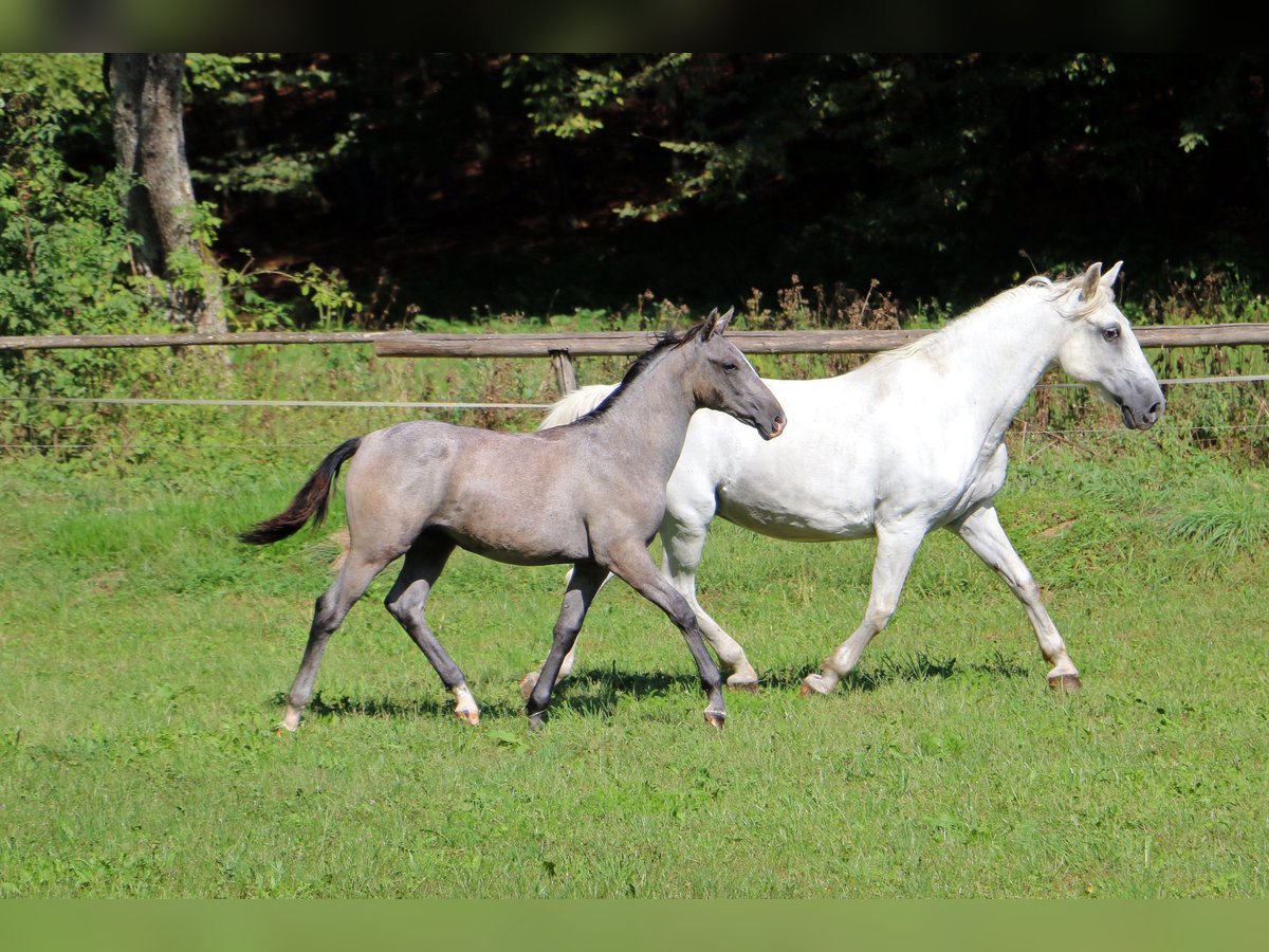 Lipizzaner Stallion Foal (03/2024) 15,2 hh Gray in radovljica